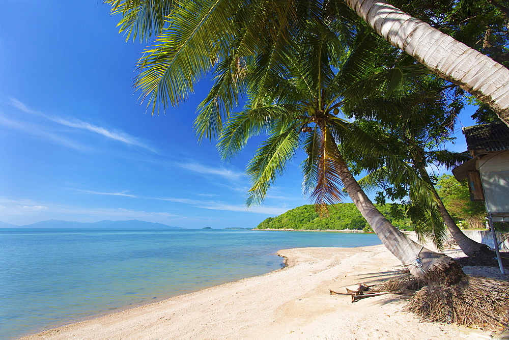 Palm trees overhanging Bangrak Beach, Koh Samui, Thailand, Southeast Asia, Asia