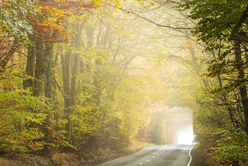 Country road cutting through deciduous autumnal woodland on a misty morning, Limpsfield Chart, Oxted, Surrey, England, United Kingdom, Europe