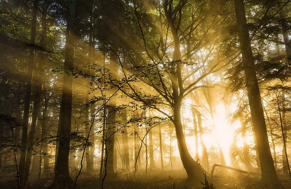 Sunbeams bursting through misty autumnal woodland, Limpsfield Chart, Oxted, Surrey, England, United Kingdom, Europe