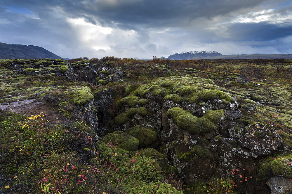 Mossy landscape with fissures, Pingvellir (Thingvellir) National Park, UNESCO World Heritage Site, near Reykjavik, Iceland, Polar Regions