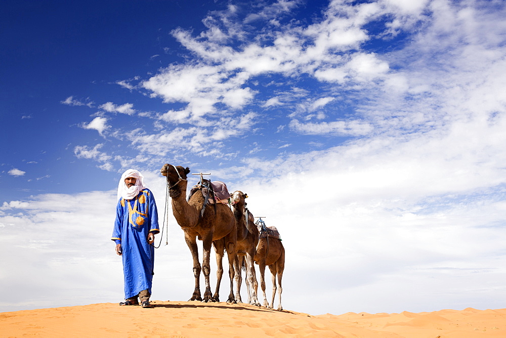 Camels being led over dunes of the Erg Chebbi sand sea, part of the Sahara Desert near Merzouga, Morocco, North Africa, Africa