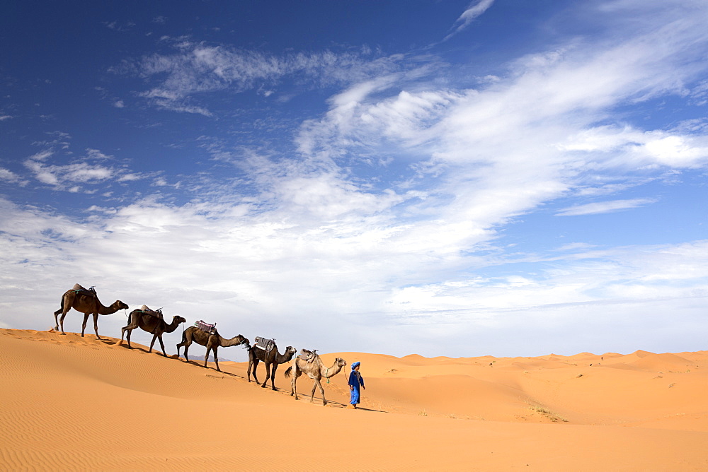 Camels being led over dunes of the Erg Chebbi sand sea, part of the Sahara Desert near Merzouga, Morocco, North Africa, Africa