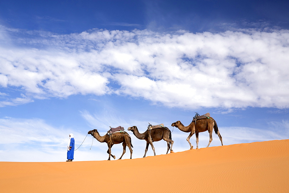 Camels being led over dunes of the Erg Chebbi sand sea, part of the Sahara Desert near Merzouga, Morocco, North Africa, Africa