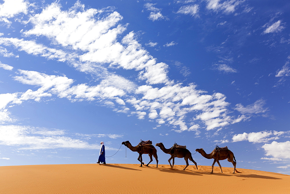 Camels being led over dunes of the Erg Chebbi sand sea, part of the Sahara Desert near Merzouga, Morocco, North Africa, Africa