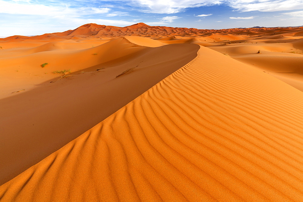 Wide angle view of the ripples and dunes of the Erg Chebbi Sand sea, part of the Sahara Desert near Merzouga, Morocco, North Africa, Africa