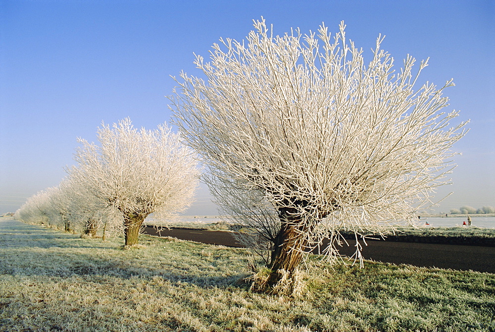 Frozen trees, Whittlesey, Cambridgeshire, England, UK