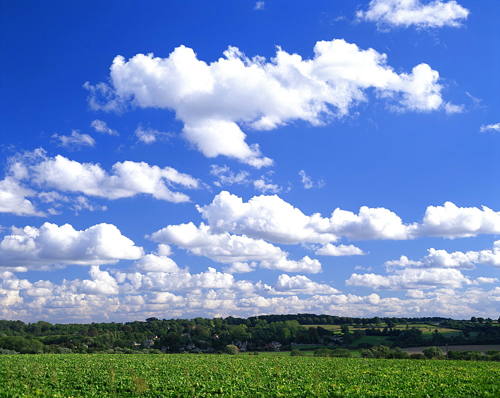 Blue sky with puffy white clouds over farmland in Lincolnshire, England, United Kingdom, Europe