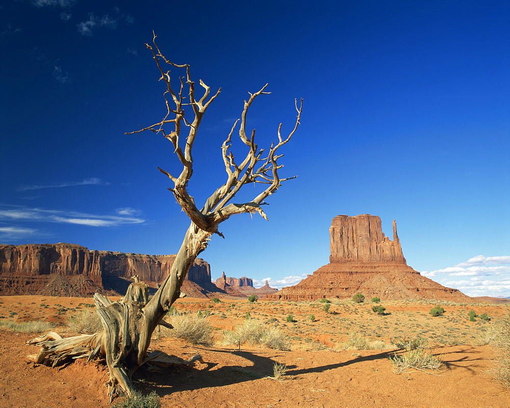 Dead tree in the desert landscape with rock formations and cliffs in the background in Monument Valley, Arizona, United States of America, North America