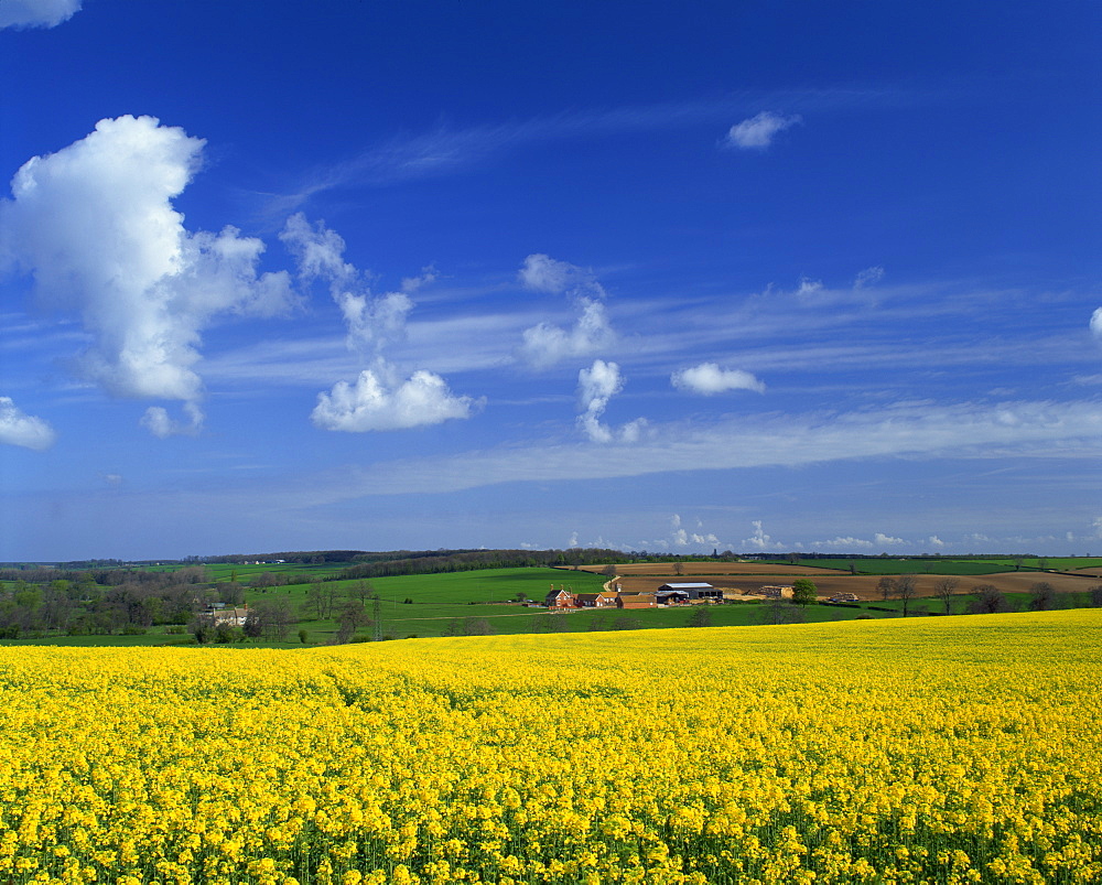 Rape seed field, Lincolnshire, England, United Kingdom, Europe