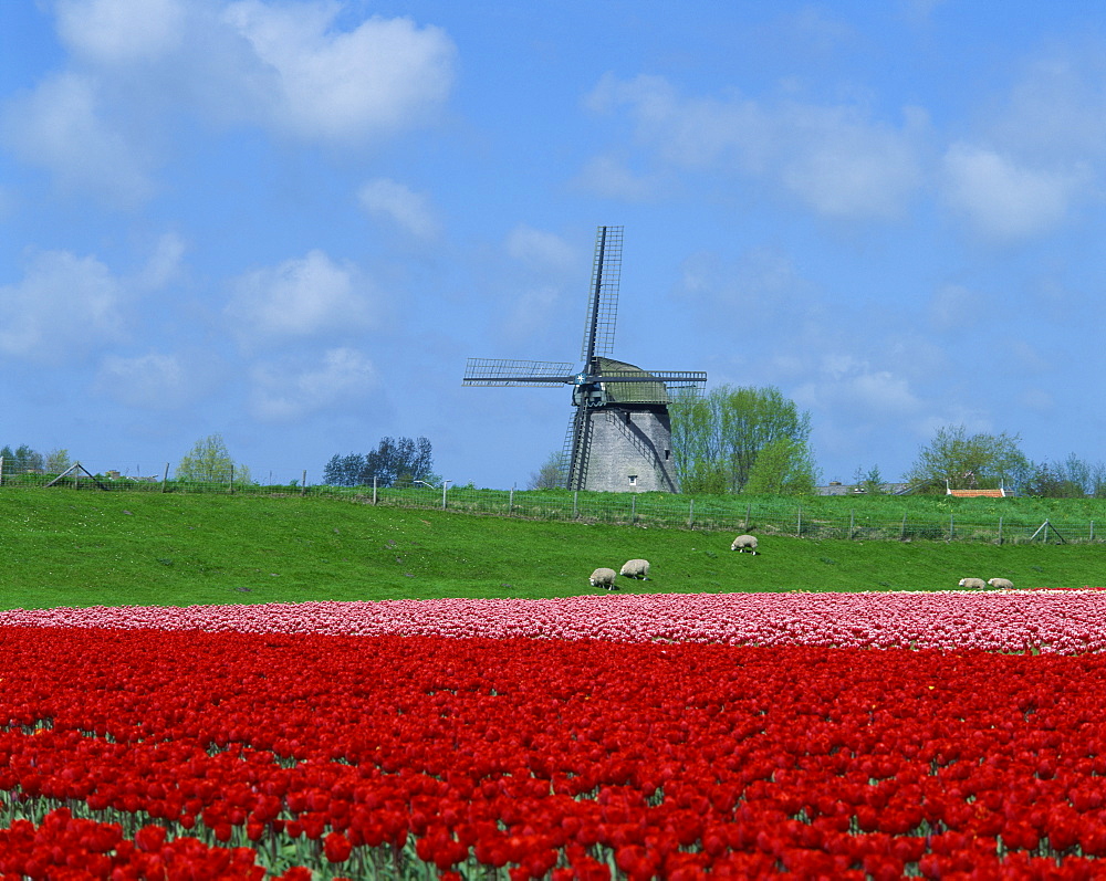 Field of tulips with grazing sheep and a windmill in the background, near Amsterdam, Holland, Europe