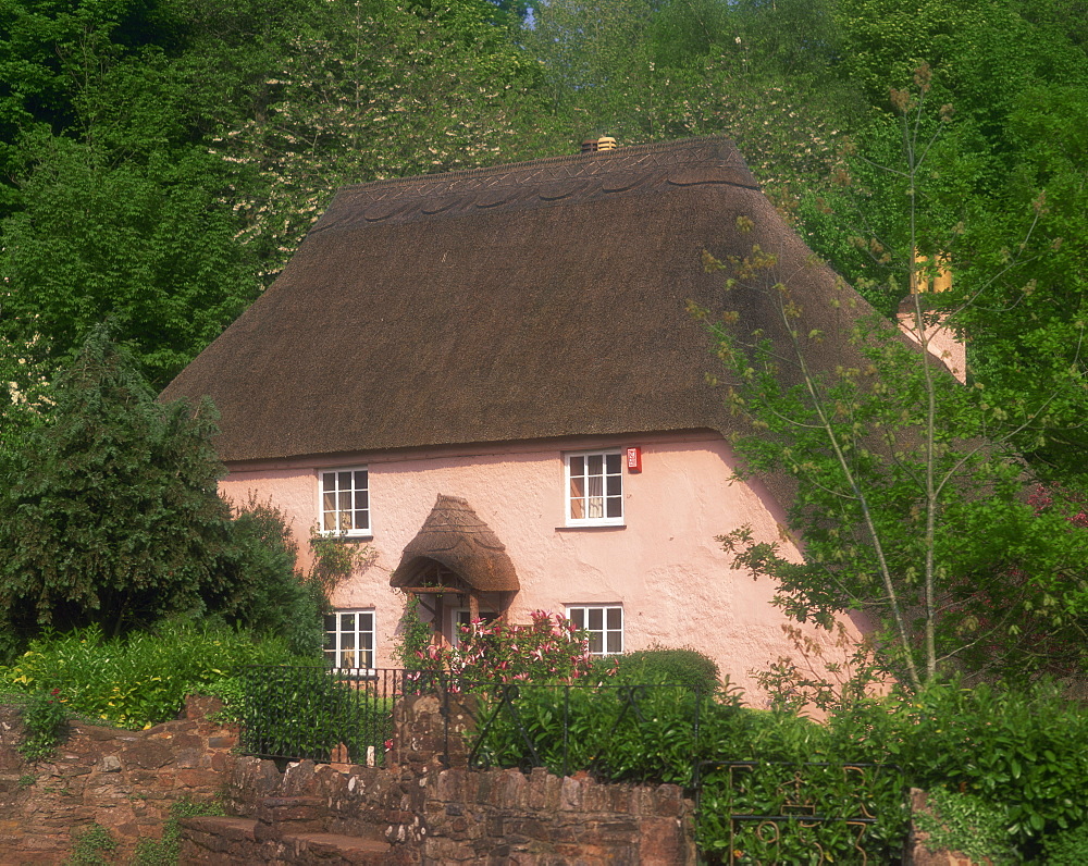 Pink washed thatched cottage at Widecombe, near Torquay, Devon, England, United Kingdom, Europe