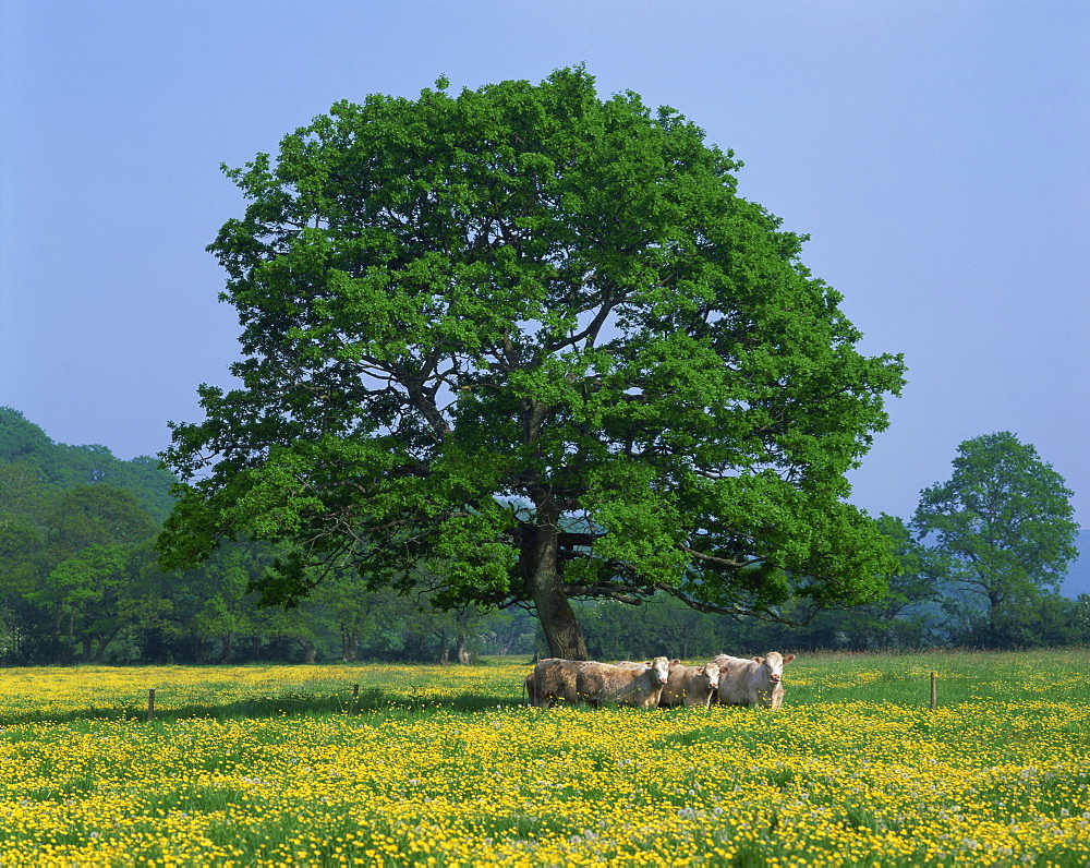 Agricultural landscape of cows beneath an oak tree in a field of buttercups in England, United Kingdom, Europe