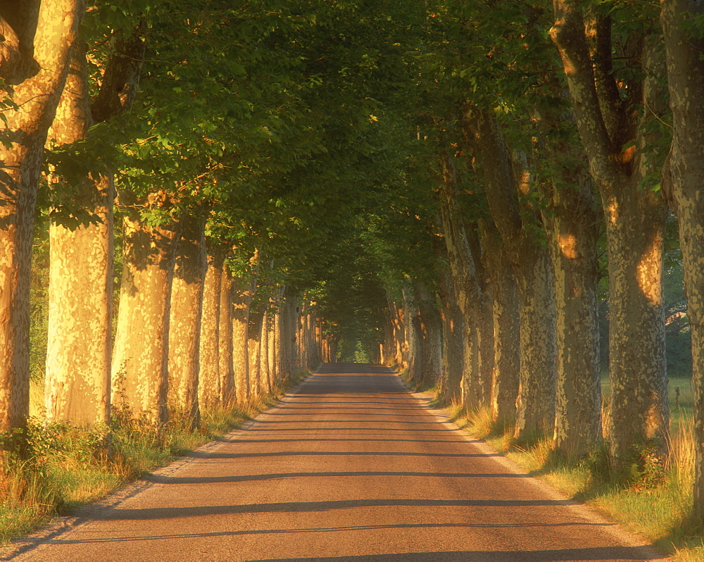 Tree lined road, Provence, France, Europe