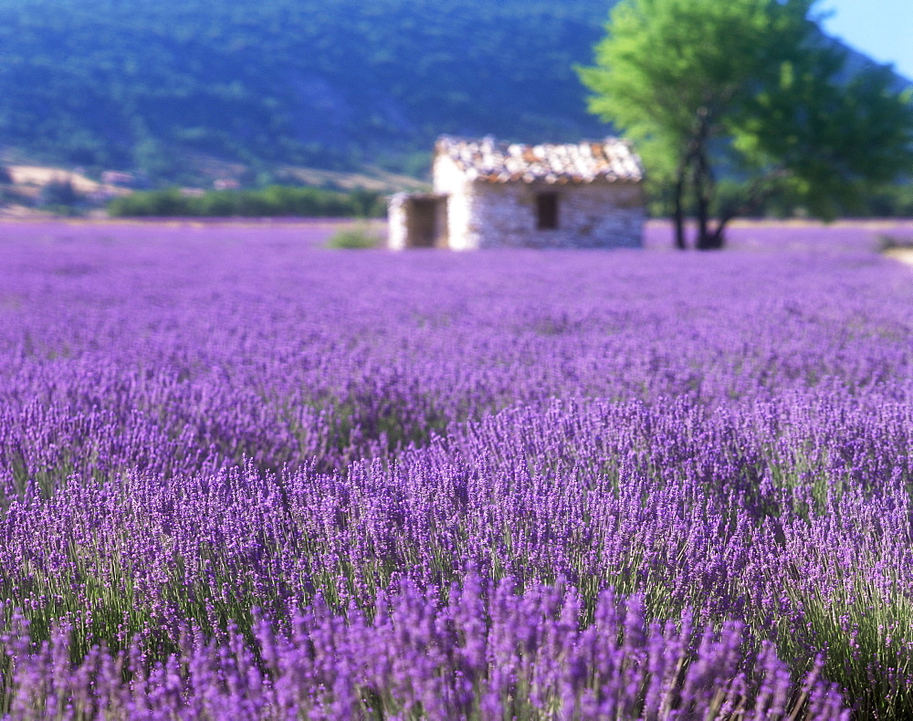 Stone hut in lavender field, Provence, France, Europe