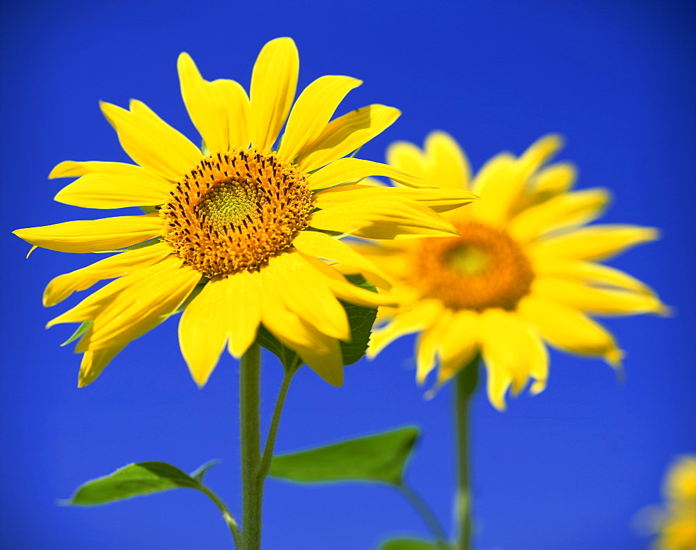 Close-up of sunflower in a field of flowers