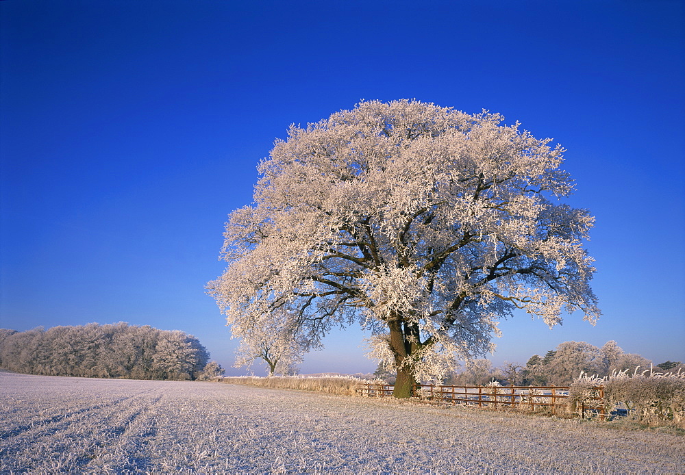 Frosted tree in rural winter scene, Leicestershire, England, United Kingdom, Europe