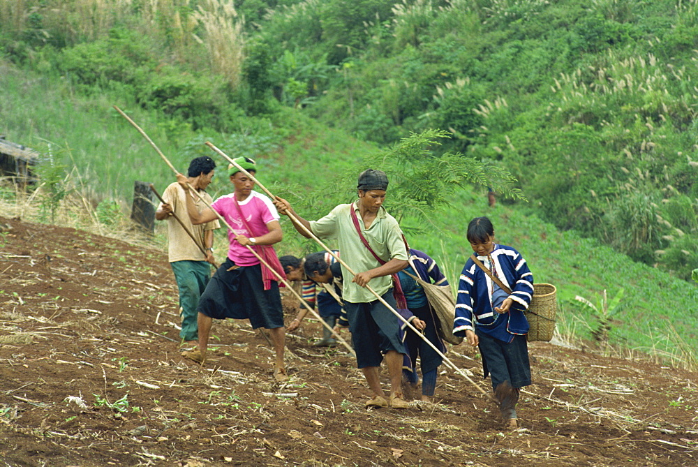 Lahu men and women sowing seed in a sloping field near Chiang Mai, Thailand, Southeast Asia, Asia