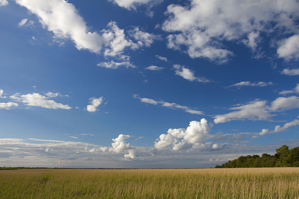 Reed bed at Burgh Castle, Great Yarmouth, Norfolk, England, United Kingdom, Europe