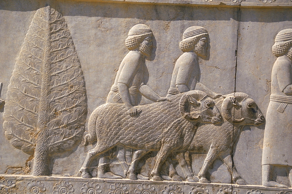 Carved reliefs of rams from Asia Minor on the Apadana palace staircase, Persepolis, UNESCO World Heritage Site, Iran, Middle East