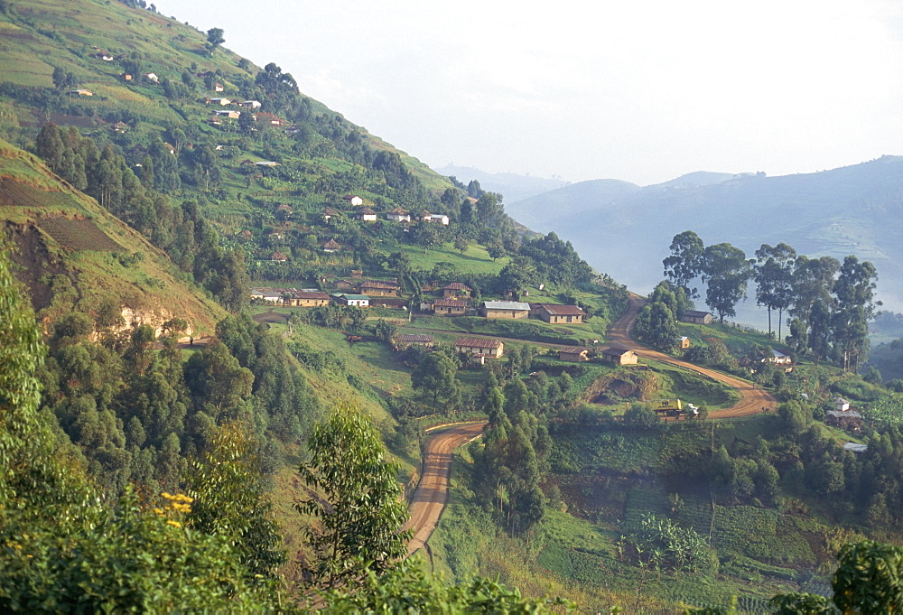 Terraced fields on the road to Kisoro, southwestern area, Uganda, East Africa, Africa