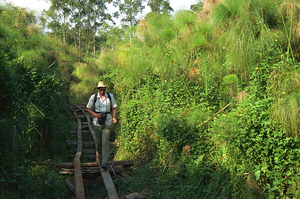 Walkway under construction through swamp, Kibale Forest, Uganda, East Africa, Africa