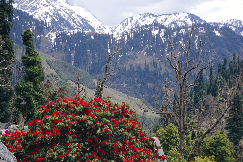 Rhododendrons in bloom, Dhaula Dhar (Dhaola Dhar) Range of the Western Himalayas, Himachal Pradesh, India