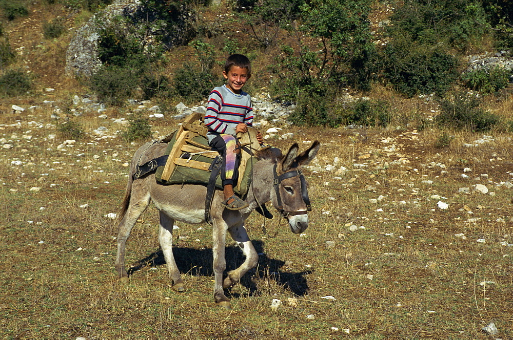 A local boy sitting on a wooden saddle riding a mule in the Vjosa valley in Albania, Europe