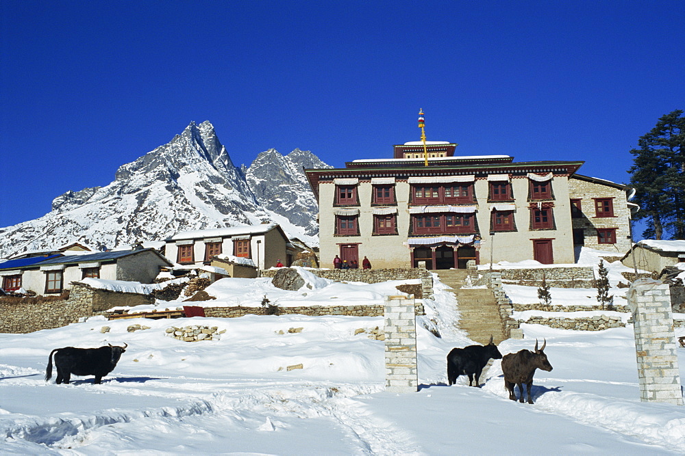 Yaks in the snow outside Tengboche monastery in the Everest region of Nepal, Asia