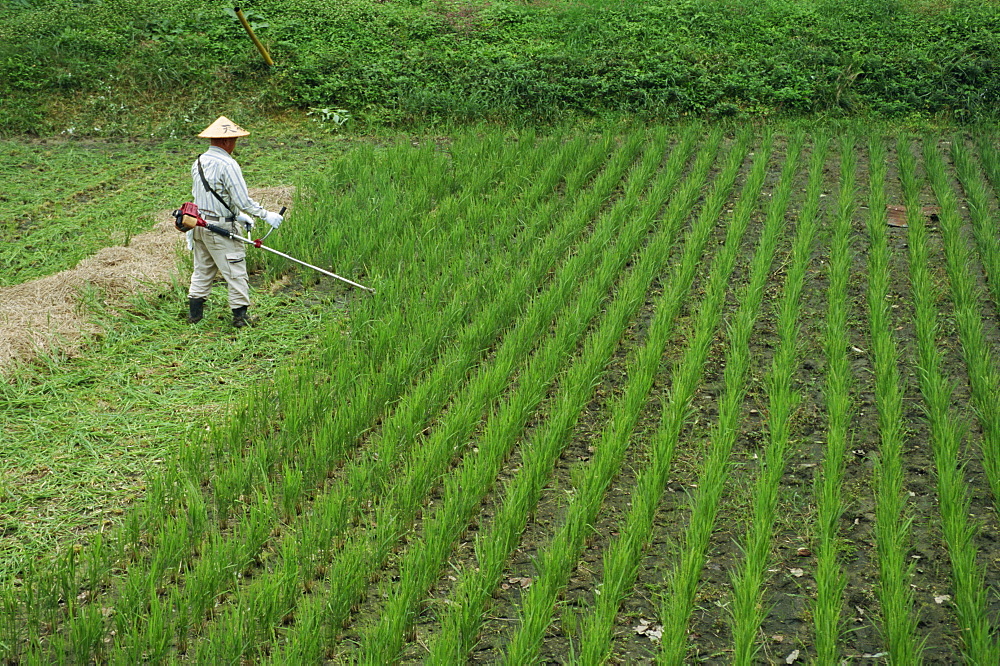 Man in field cutting rice in Kiso Valley, Okute, Japan, Asia