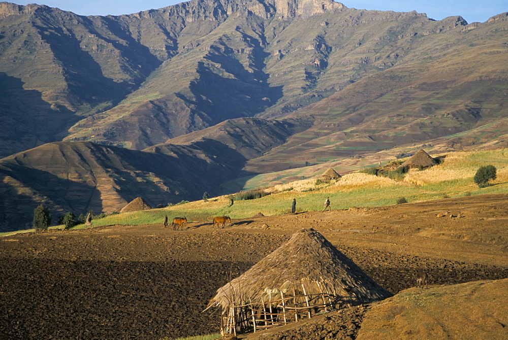 Debirichwa village in early morning, Simien Mountains National Park, UNESCO World Heritage Site, Ethiopia, Africa