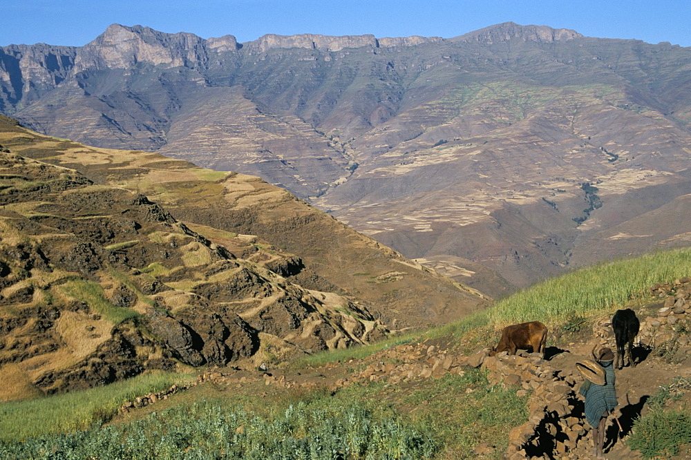 Terraced fields near Ambikwa village, Simien Mountains National Park, UNESCO World Heritage Site, Ethiopia, Africa