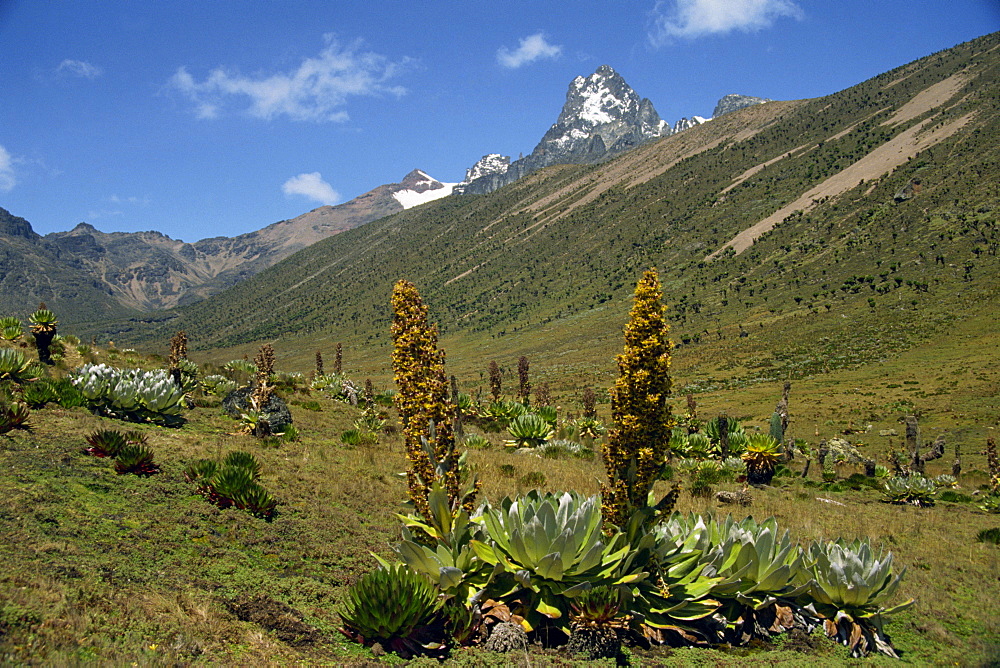 Mount Kenya, with giant lobelia in foreground, Kenya, East Africa, Africa