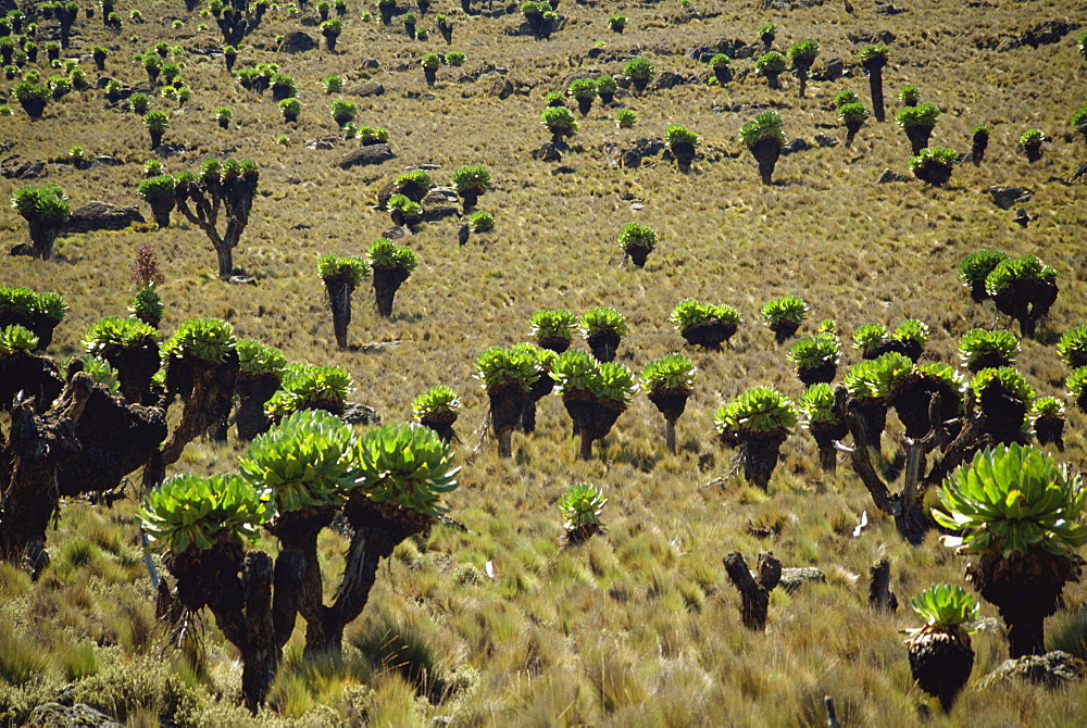 Giant groundsel, Mount Kenya National Park, Kenya, East Africa, Africa