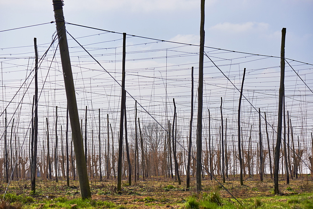 Hop bins (bines) in the early growing season in a field at East Peckham, Kent, England, United Kingdom, Europe