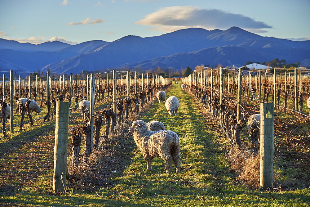 Sheep graze amongst vines at a winery near Blenheim, Marlborough, South Island, New Zealand, Pacific