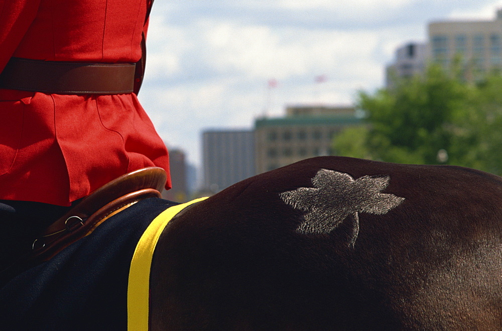 Royal Canadian Mounted Policeman's horse with maple leaf branding, Ottawa, Canada, North America