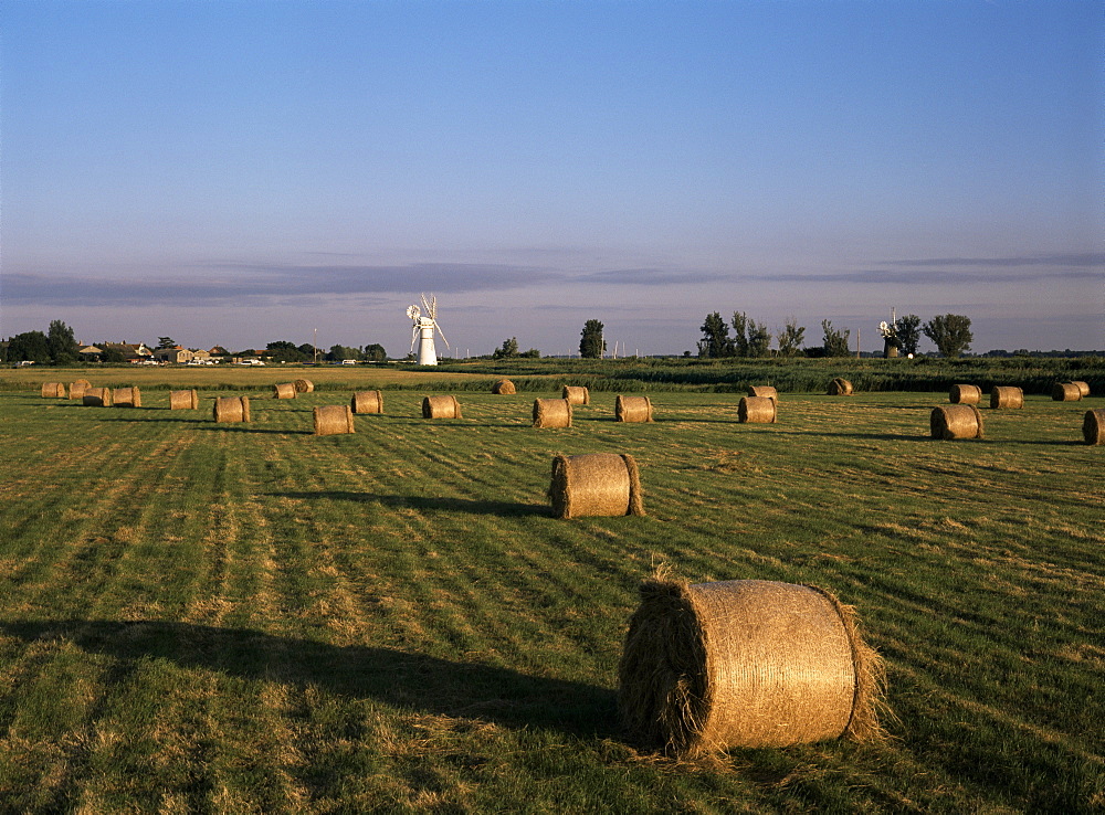 Fields, Thurne Broad, Norfolk, England, United Kingdom, Europe