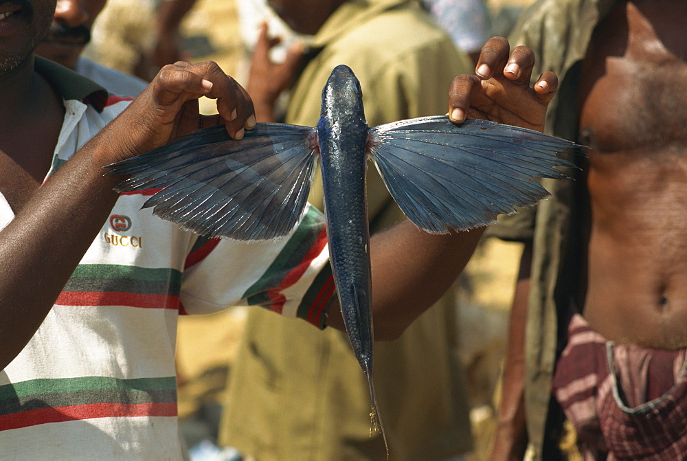 Flying fish, fish market on beach, Negombo, Sri Lanka, Asia