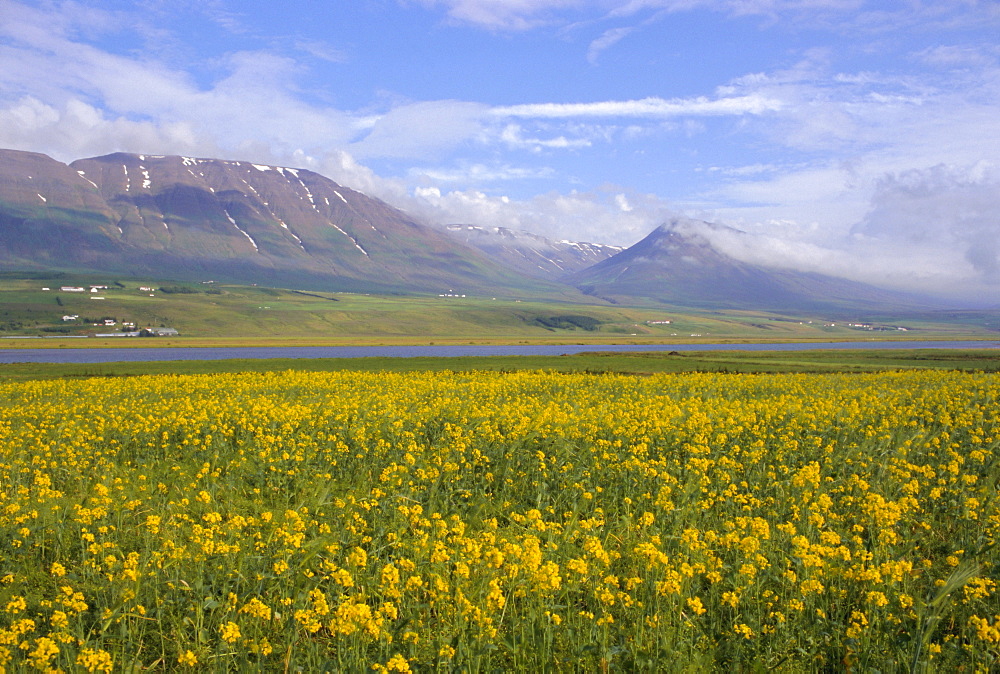 Eyjafjordur, north central area, Iceland, Polar Regions