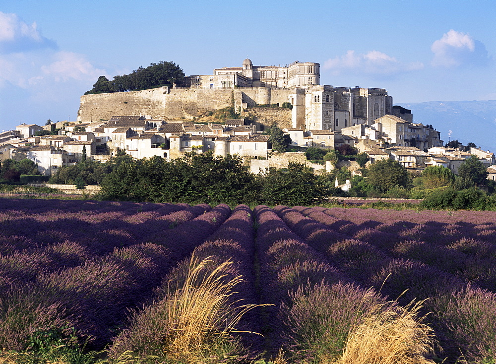 Grignan chateau and leavender field, Grignan, Drome, Rhone Alpes, France, Europe