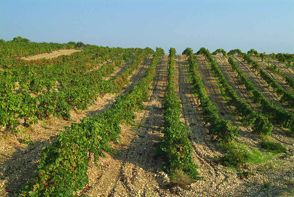 Italy, Sicily, vinyard near Eraclea Minoa 