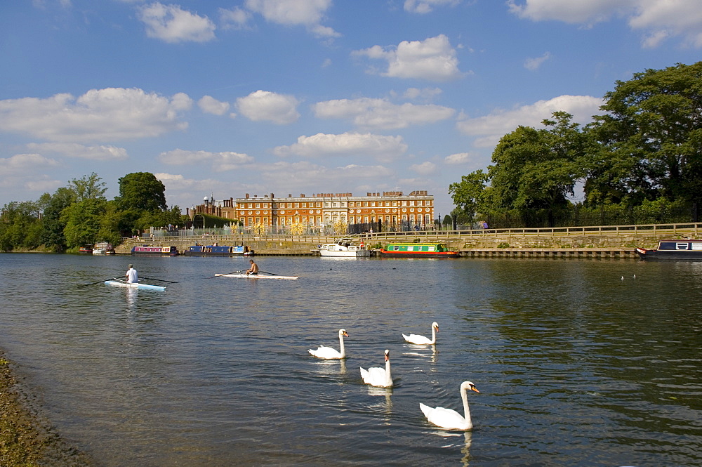 Swans and sculls on the River Thames, Hampton Court, Greater London, England, United Kingdom, Europe