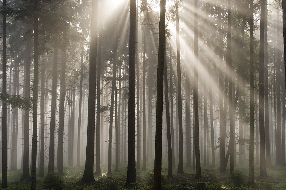 Misty pine forest, Nibelungengau, Austria,