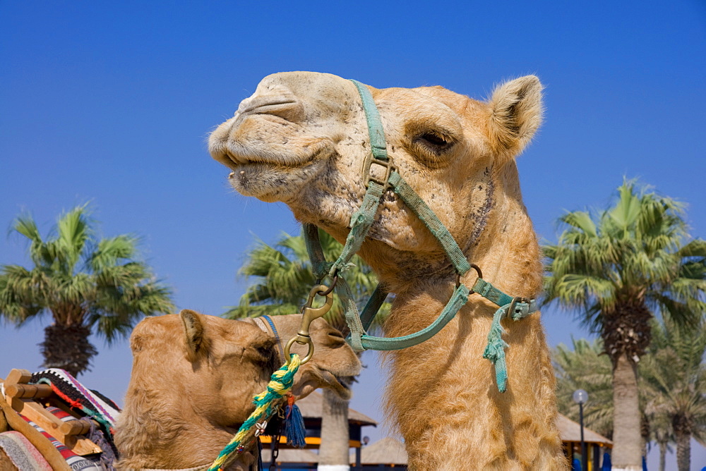 Camel, Sealine Beach Resort, Qatar, Middle East