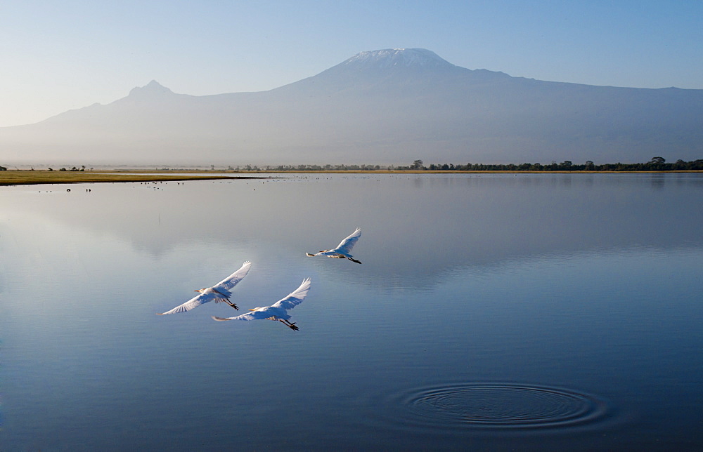 Amboseli National Park and Mount Kilimanjaro, Kenya, East Africa, Africa