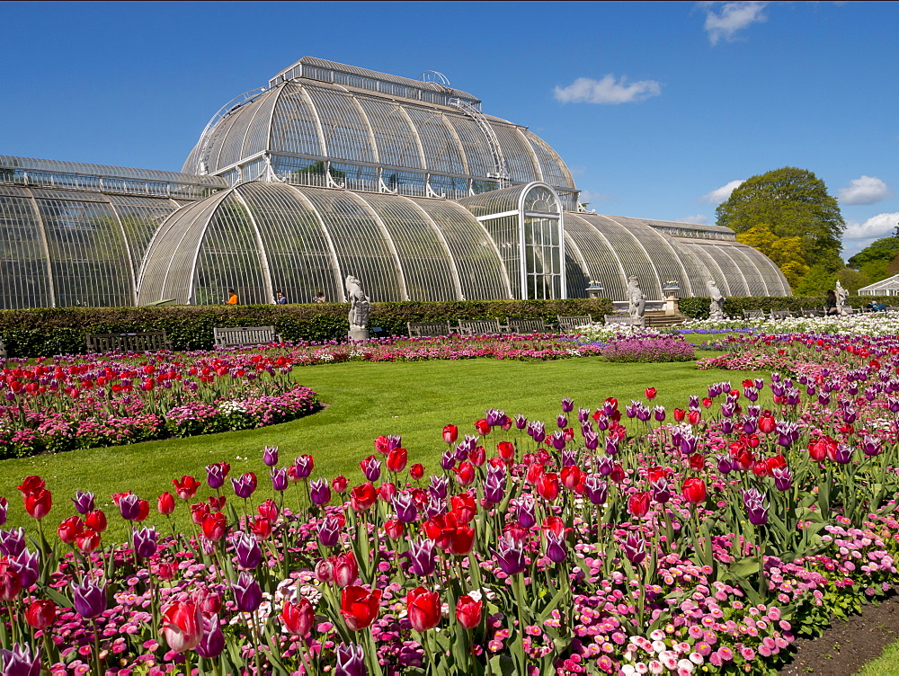 Palm House and tulips, Royal Botanic Gardens, UNESCO World Heritage Site, Kew, Greater London, England, United Kingdom, Europe