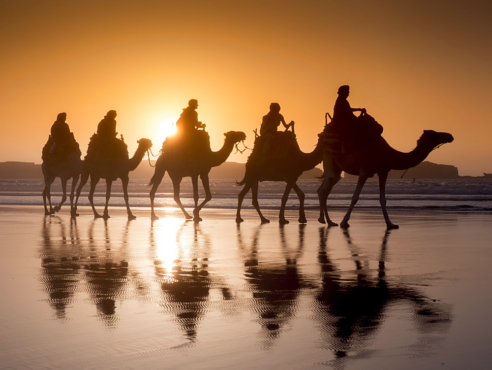 Beach camel trek, Essaouira, Morocco, North Africa, Africa