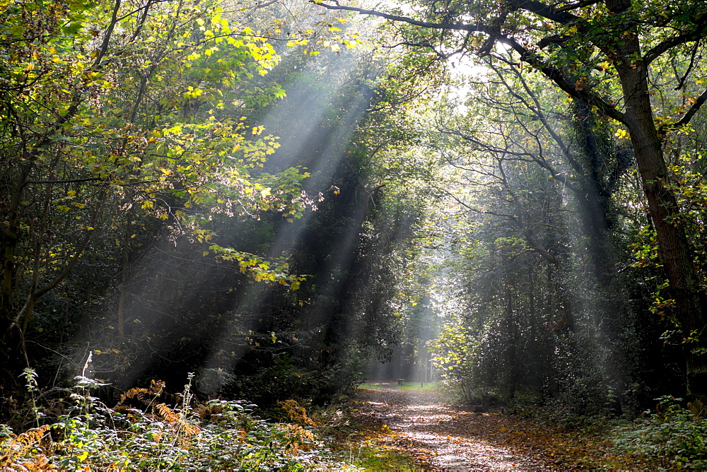 Autumn forest path, Surrey, England, United Kingdom, Europe