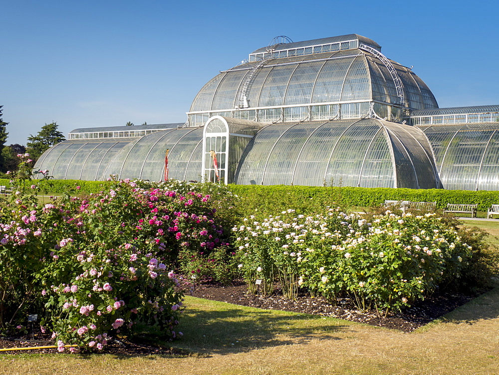 Rose beds and Palm House, Kew Gardens, UNESCO World Heritage Site, Kew, Greater London, England, United Kingdom, Europe