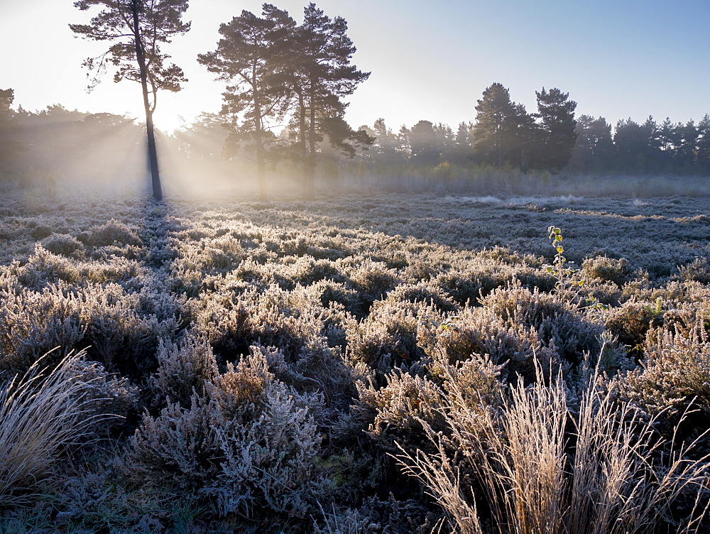 Forest sunbeams, Esher Common, Esher, Surrey, England, United Kingdom, Europe